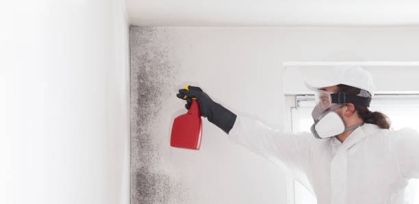 Best Office Mold Removal Services  in Pequot Lakes, MN