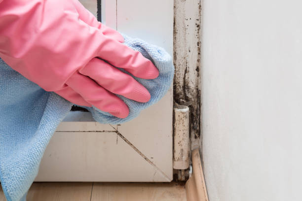 Office Mold Removal Services in Pequot Lakes, MN